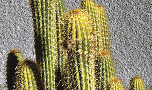 La planta del mes